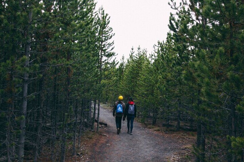 Yellowstone National Park Tour from Jackson Hole