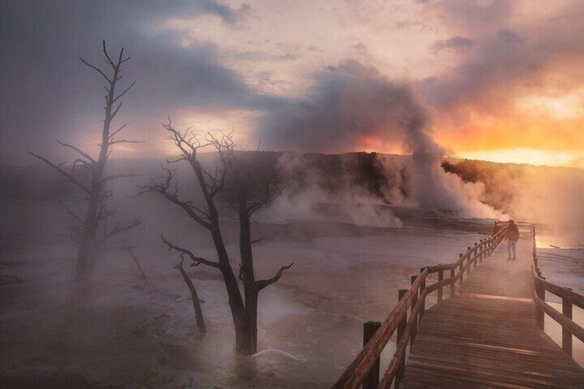 Yellowstone National Park Tour from Jackson Hole