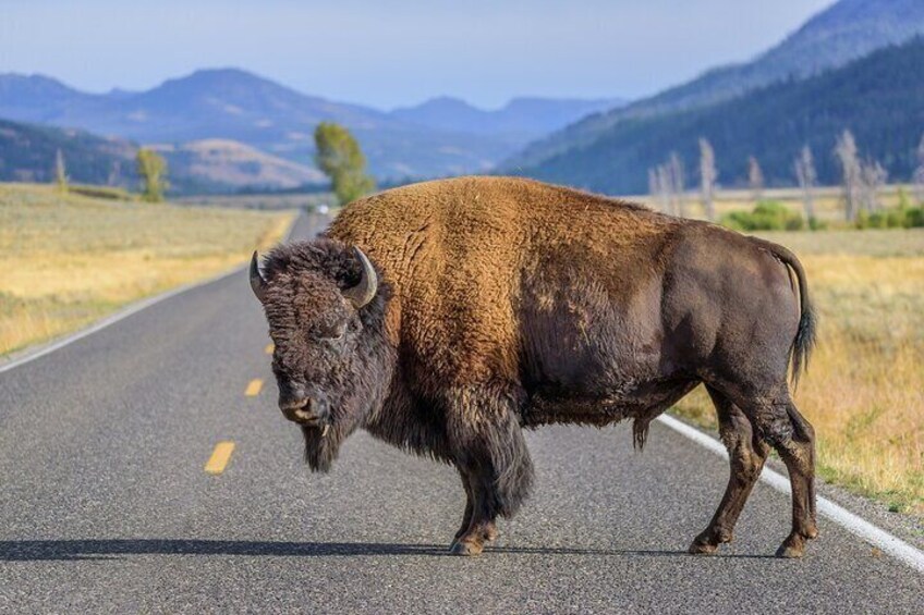 Yellowstone National Park Tour from Jackson Hole