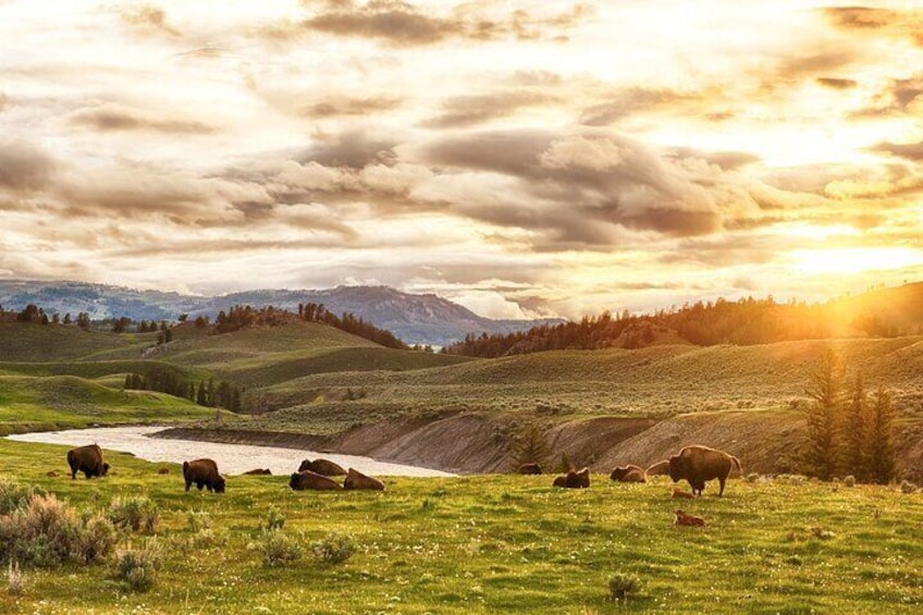 Yellowstone National Park Tour from Jackson Hole