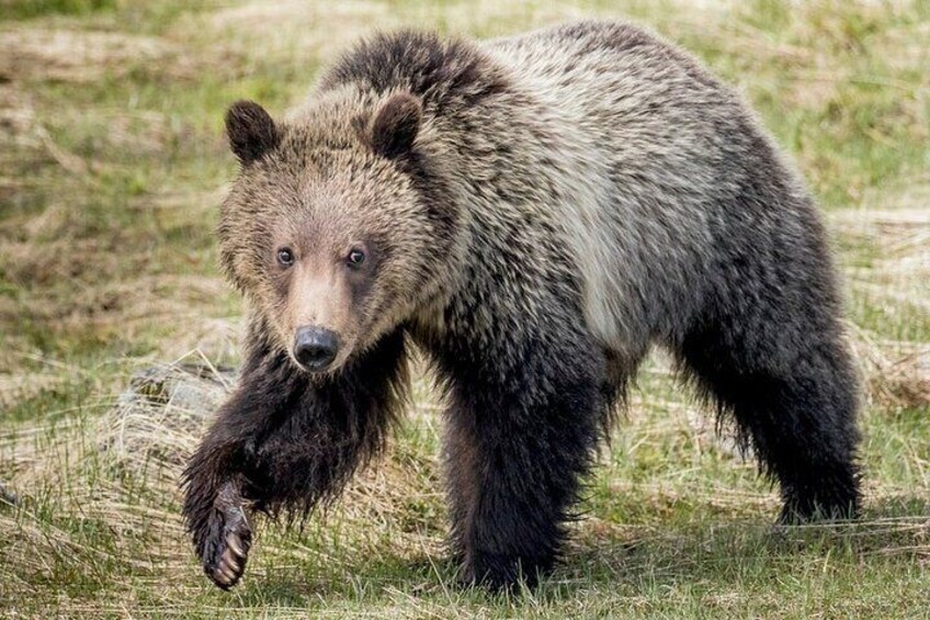 Yellowstone National Park Tour from Jackson Hole