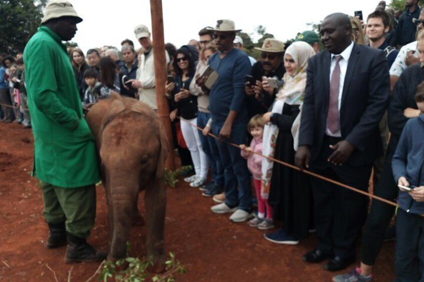 Nairobi park, Elephants, Girraffe center & bomas