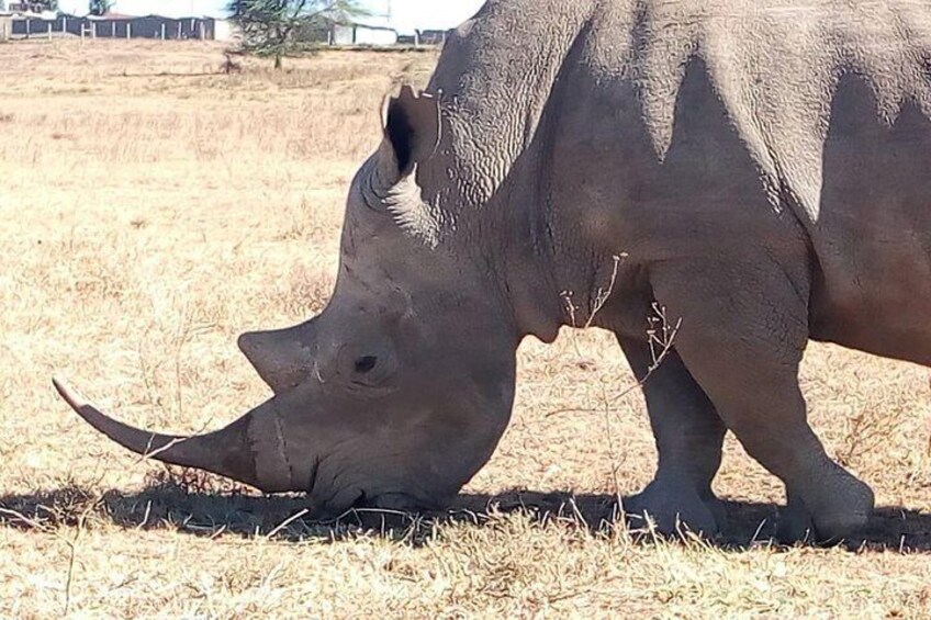 Nairobi park, Elephants, Girraffe center & bomas