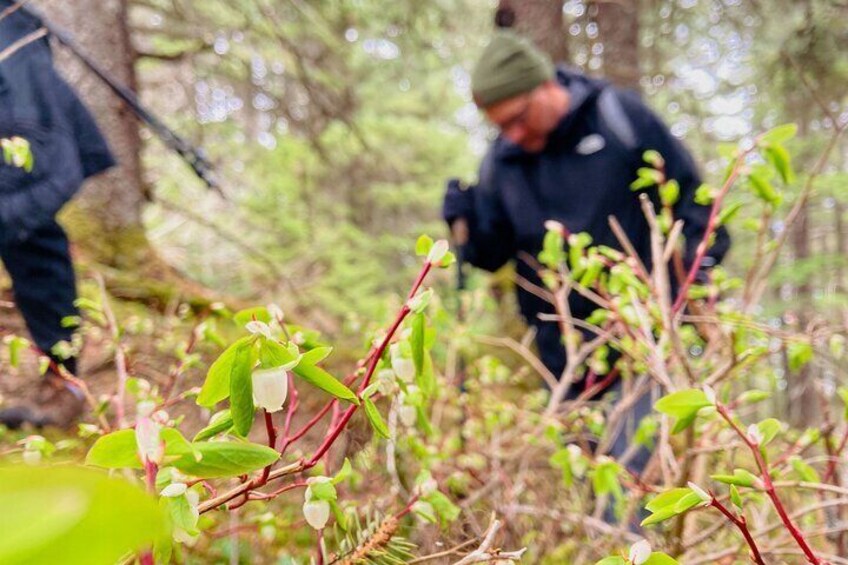 Seward Wilderness Hiking
