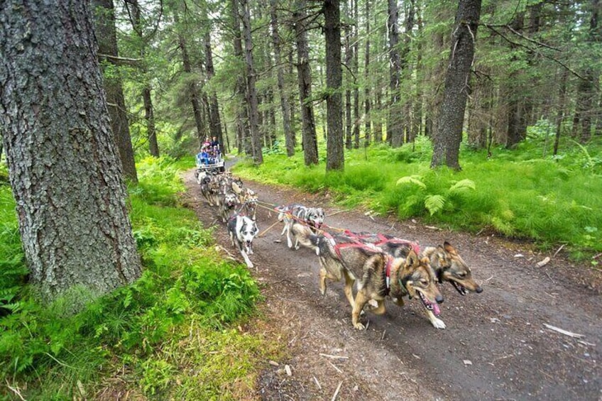 Kennel Tour and Dog Sled Ride