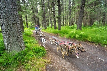 Kennel Tour and Dog Sled Ride