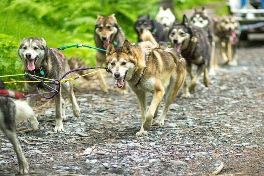 Kennel Tour and Dog Sled Ride