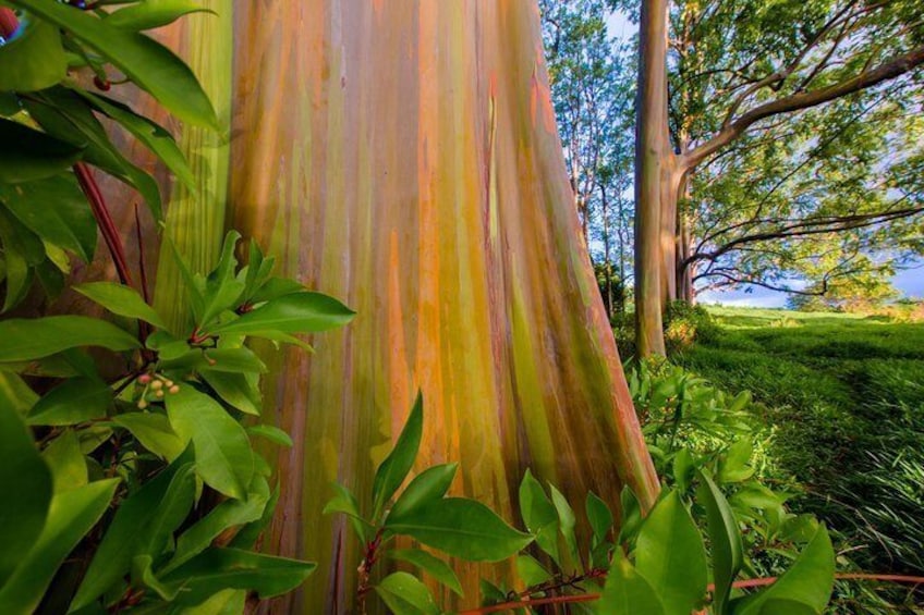 Size up the giant Eucalyptus trees!