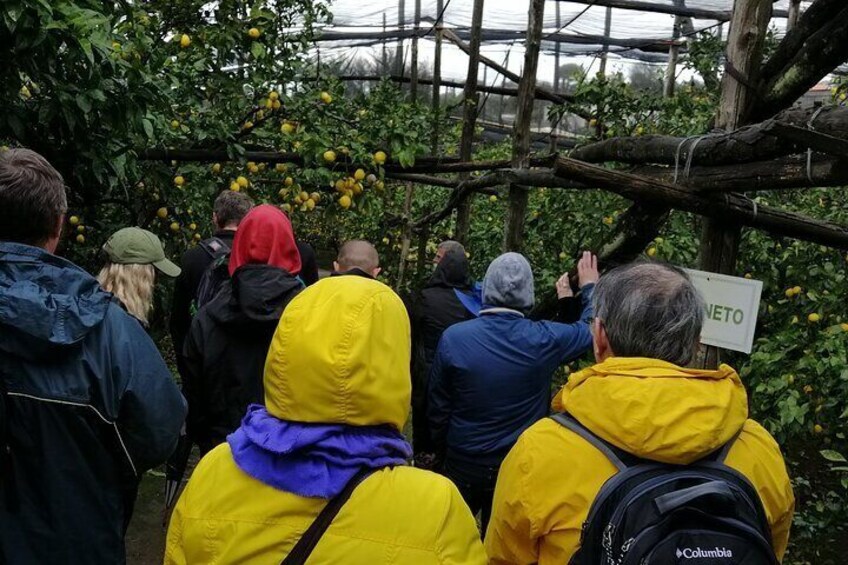 private tour to Sorrento Positano Amalfi and Ravello