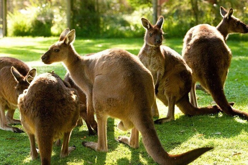 Melbourne Zoo