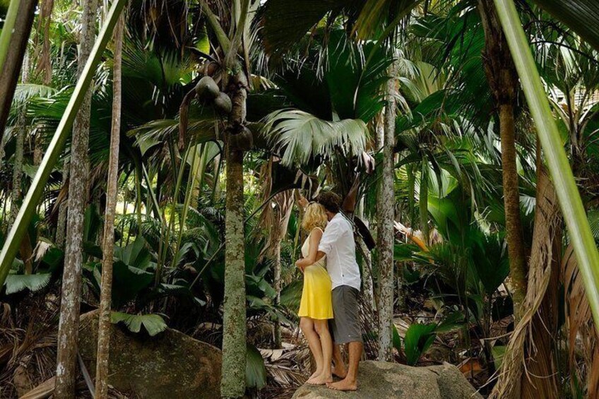 Vallee De Mai