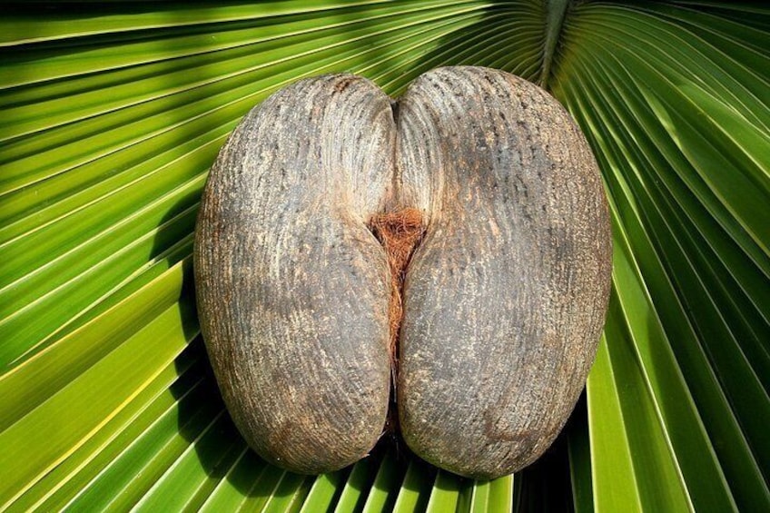 Female Coco De Mer Nut