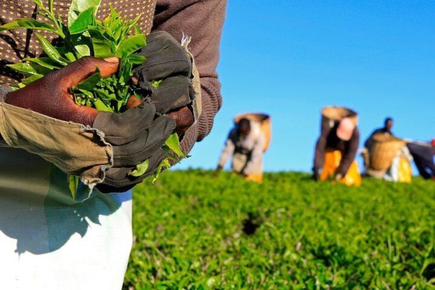 Picking some seedlings