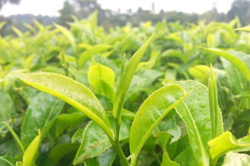  Tea looking ready for picking