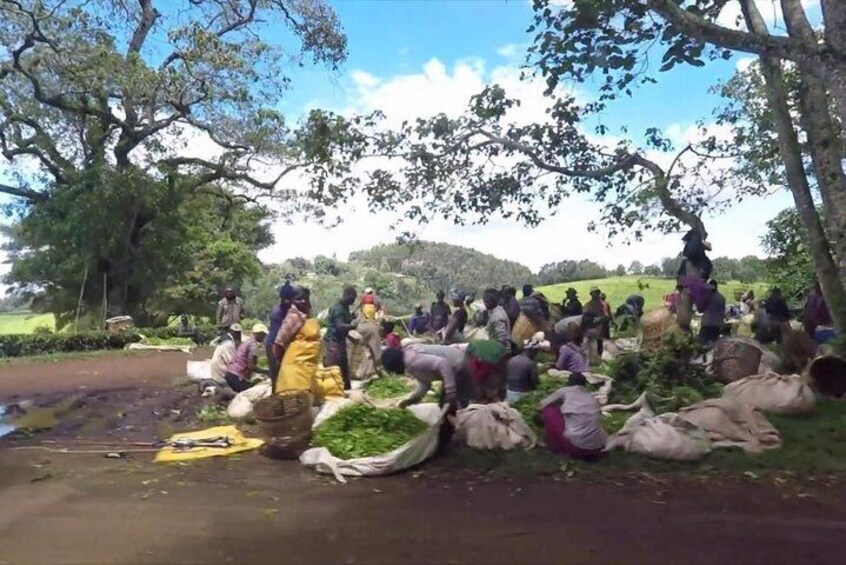 Tea sorting area