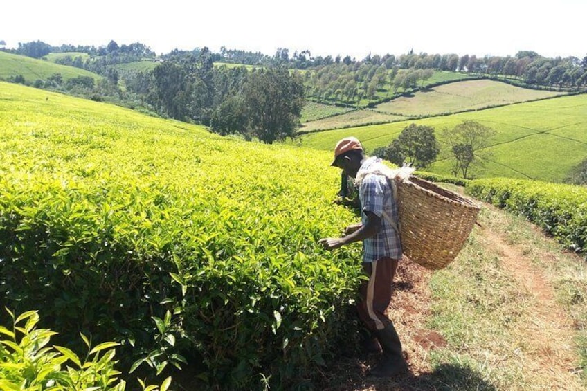 Tea Picking in Action