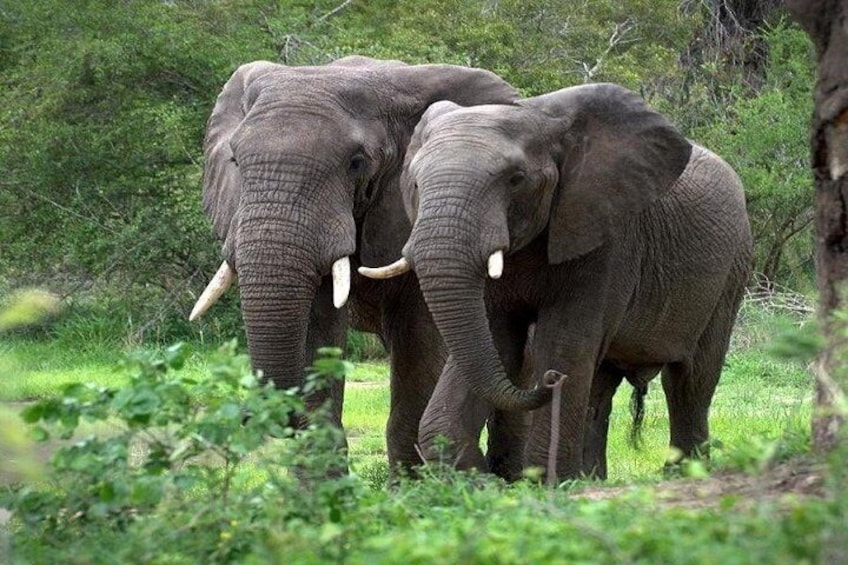 Big 5 Safari