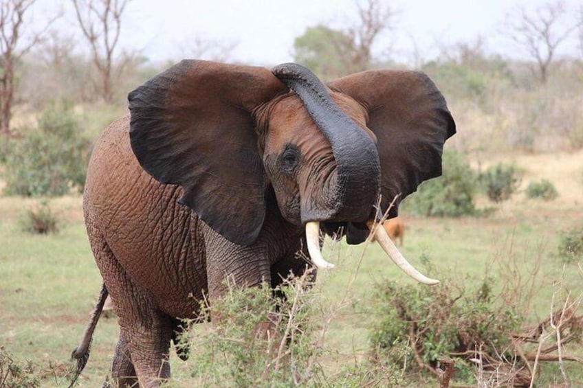 Tsavo West Park