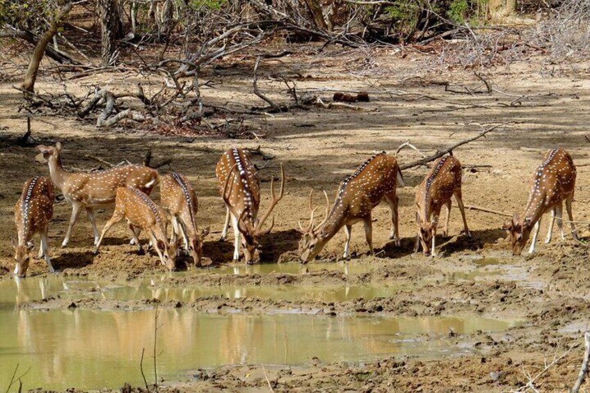 Yala National Park