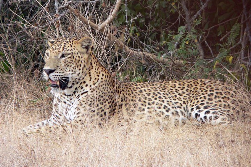 Yala National Park