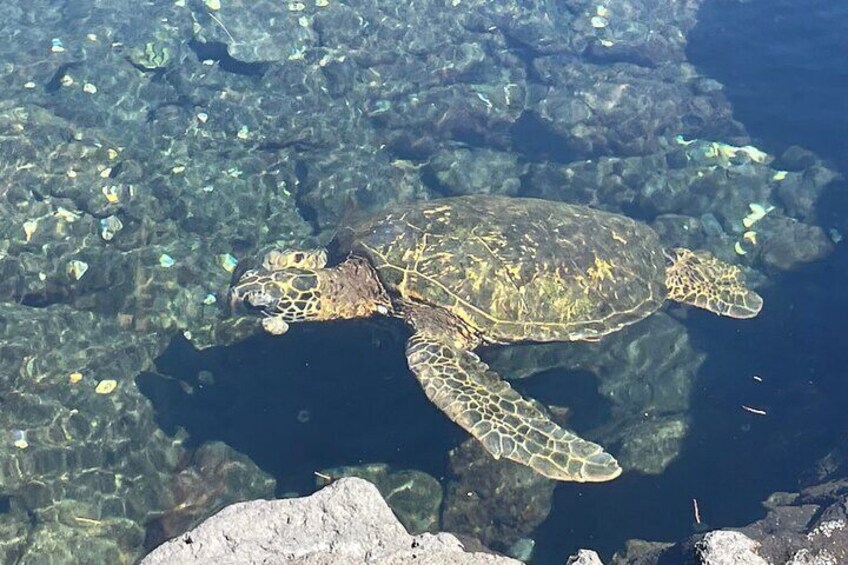 Beach Snorkel - Sea Turtle and Black Sand Lagoon