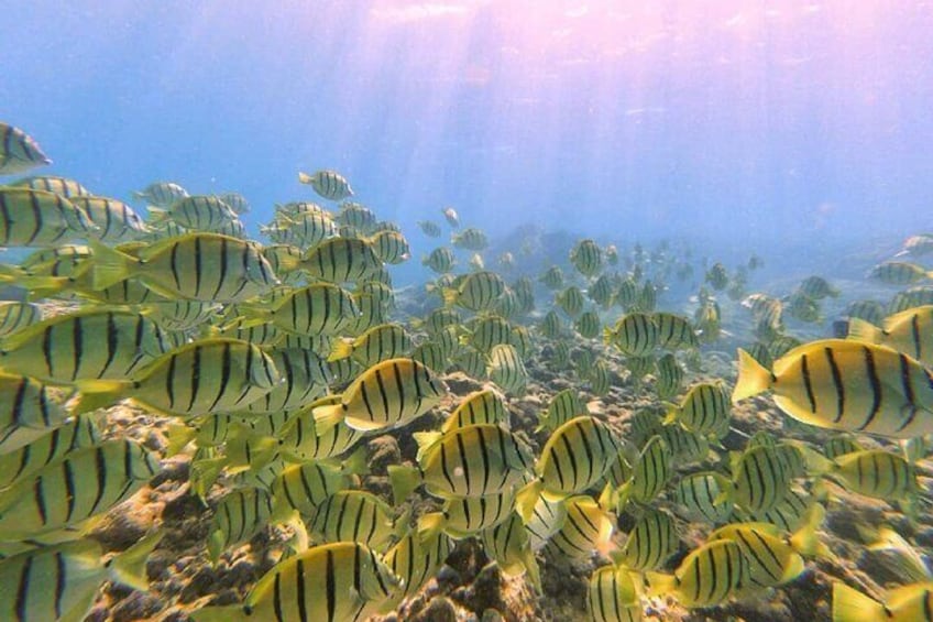 Beach Snorkel - Sea Turtle and Black Sand Lagoon