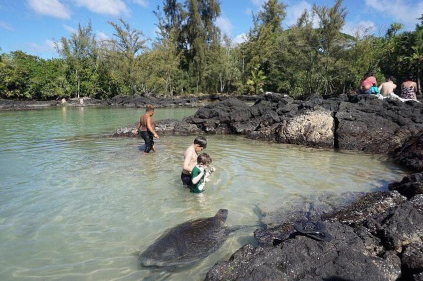 Shallow lagoons are a popular hang out spot for the Honu and provide a unique opportunity for an up close view of these beauties.