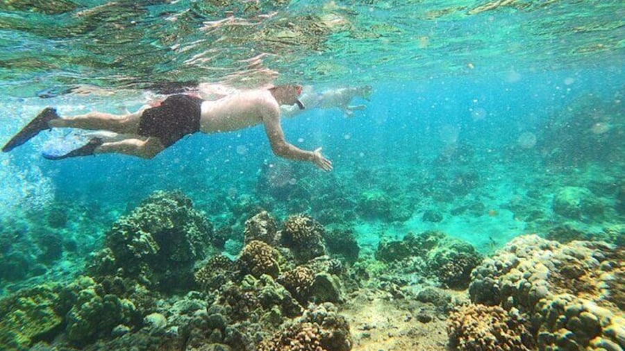 Beach Snorkel - Sea Turtle and Black Sand Lagoon