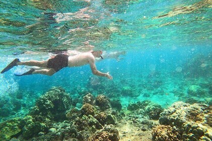 Beach Snorkel - Sea Turtle and Black Sand Lagoon