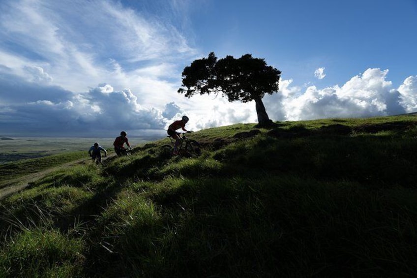 Show item 1 of 6. Big Island Mountain Biking on Anna Ranch