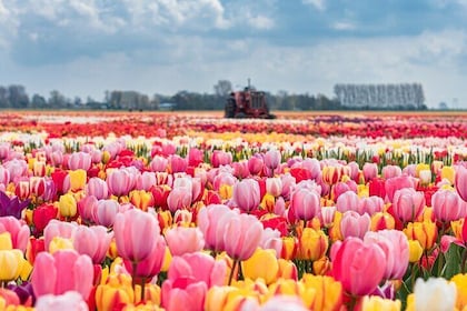 Tour privato dei giardini Keukenhof e dei campi di tulipani da Amsterdam