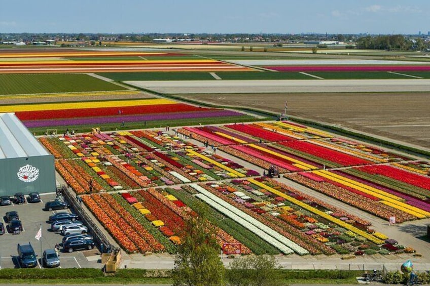Private Keukenhof Gardens and Tulip fields Tour from Amsterdam
