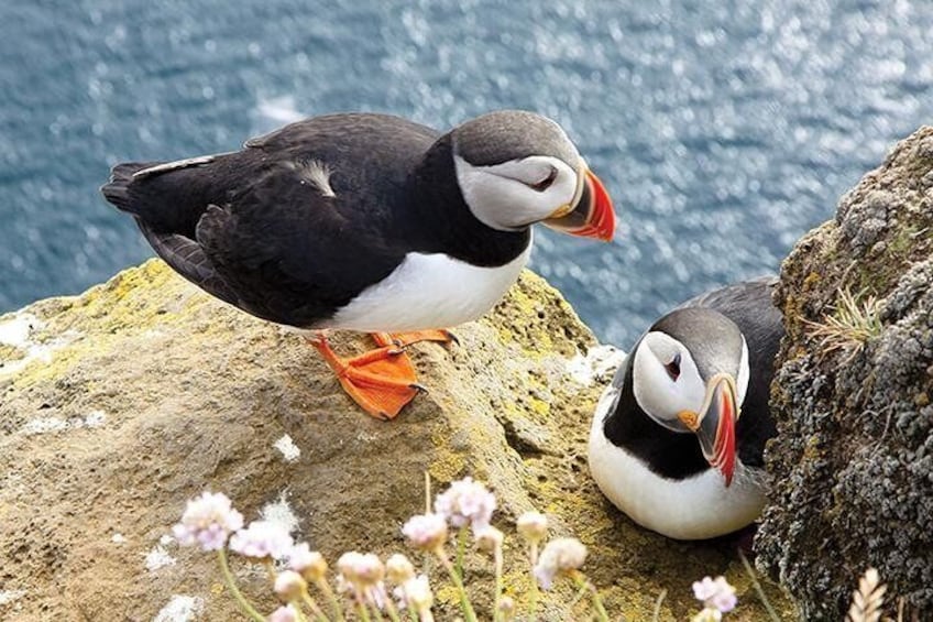 Puffins at the Cliffs of Moher