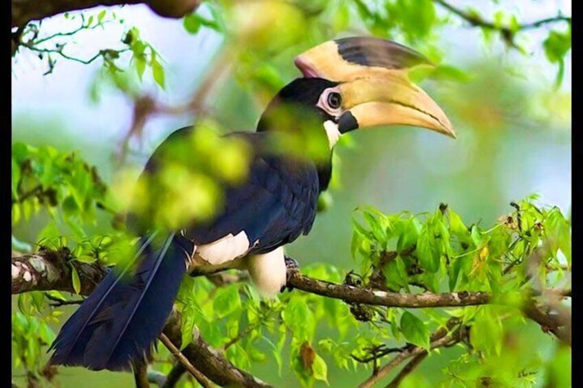 Bundala National Park Safari from Tangalle