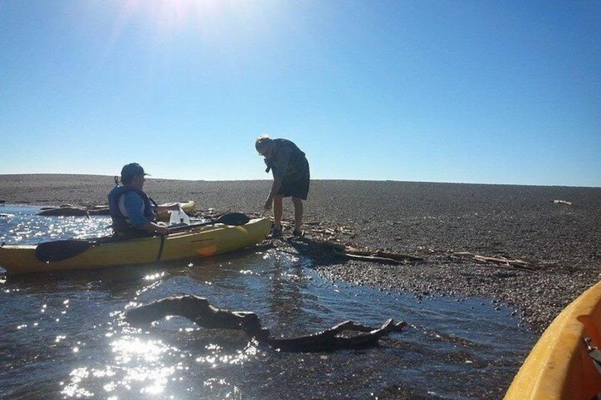 Guided Kayak Tour on Jenner Coast