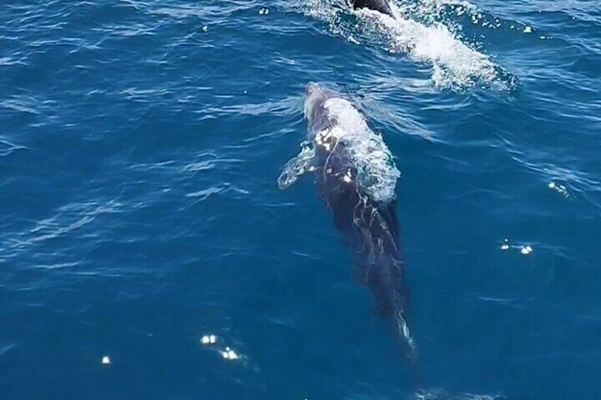 Estepona Bay Tour