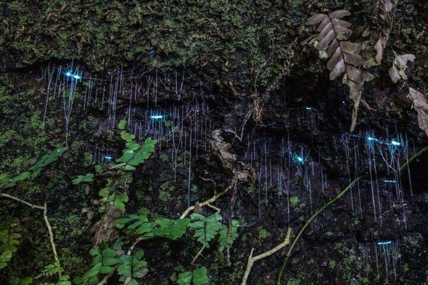 Glow worms in natural enviroment