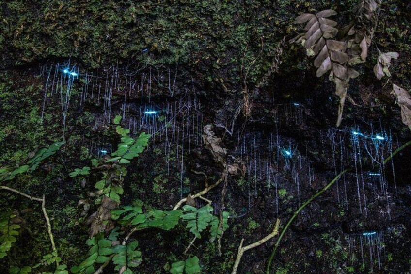 Glow worms in natural enviroment