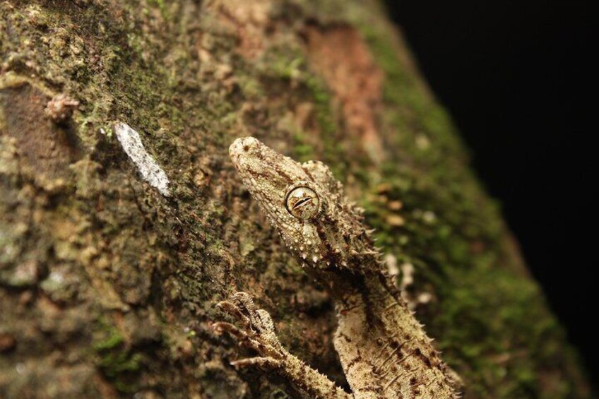 Leaf Tailed Gecko