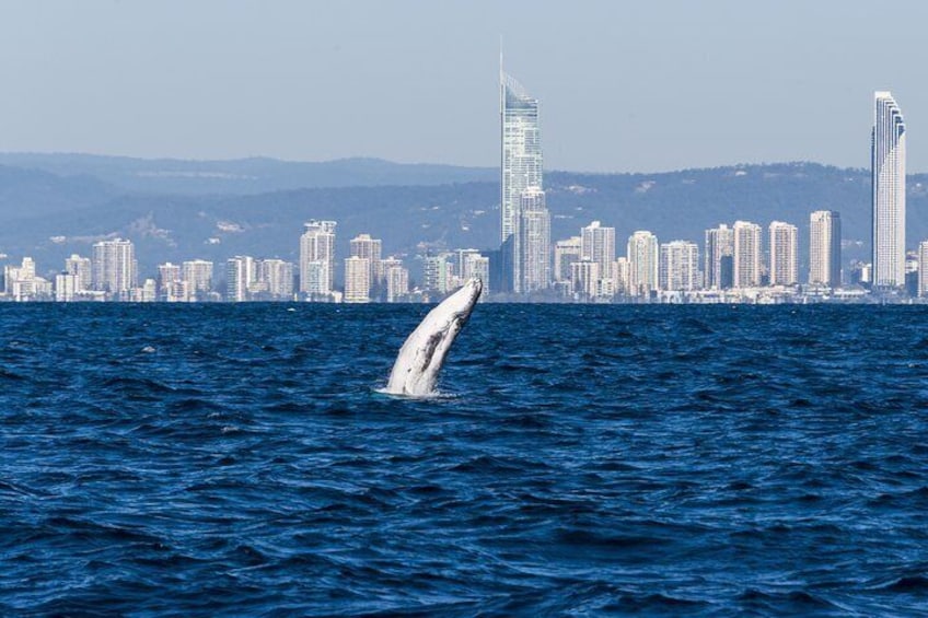 Half-Day Whale Watching and Canal Cruise from Surfers Paradise