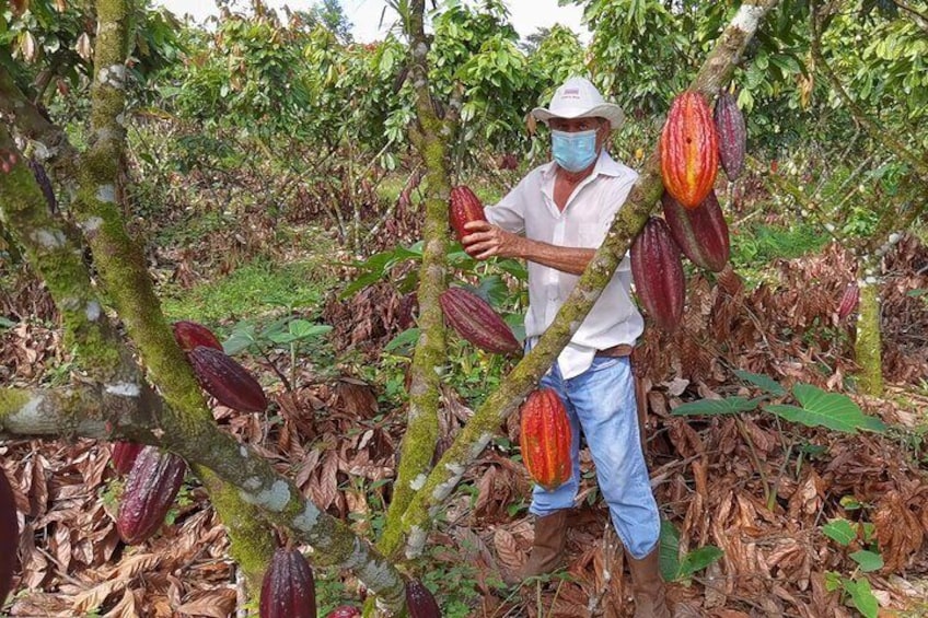 Rain forest, Wild life, Waterfall and Chocolate Private Tour