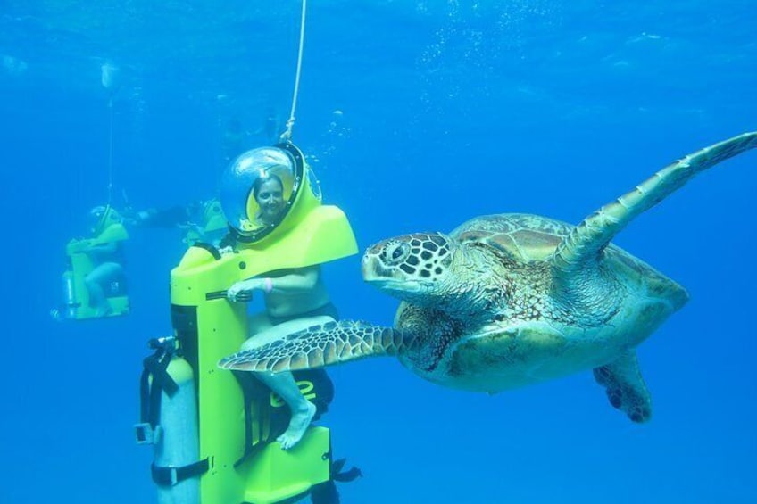 Get Up Close to Green Sea Turtles