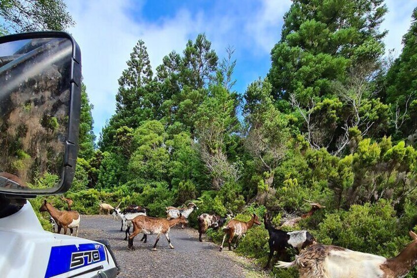 BUGGY TOUR - West / Center of the island (off-road)