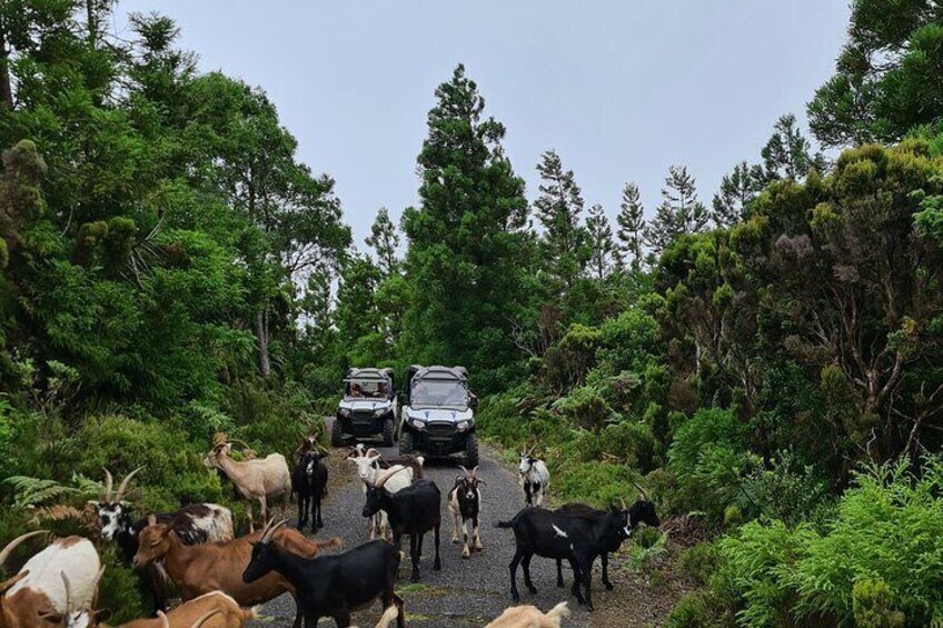 BUGGY TOUR - West / Center of the island (off-road)