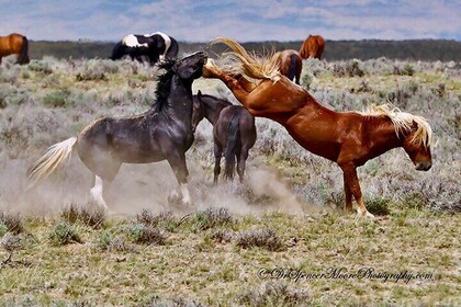 Red Canyon Wild Mustang Van or Bus Tours For Large Groups 5 PM