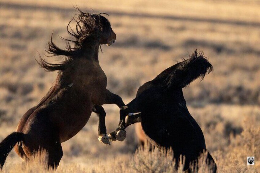 Red Canyon’s Best Of The Wild West Wild Mustang+Rafting Adventure
