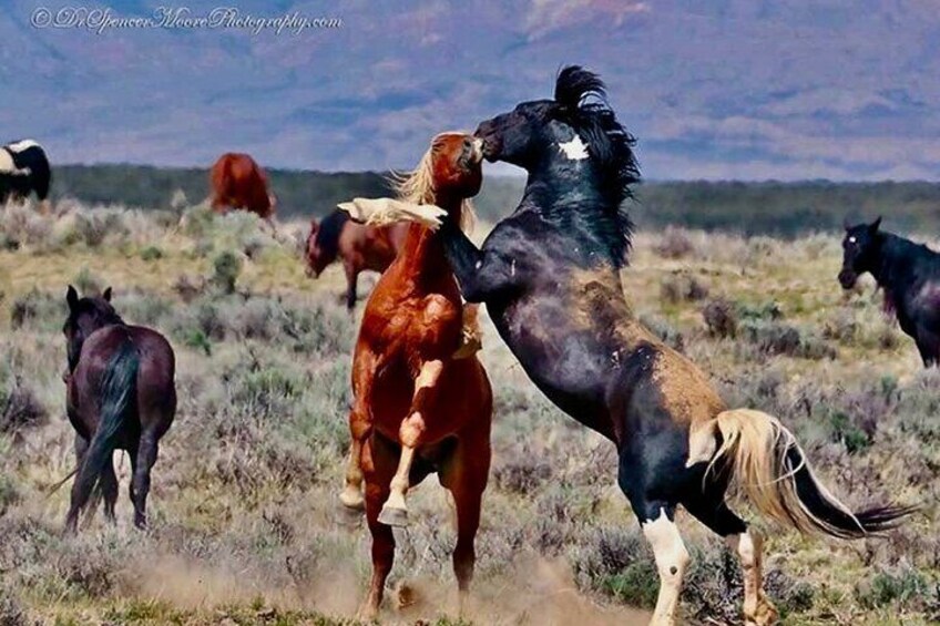 Red Canyon’s Best Of The Wild West Wild Mustang+Rafting Adventure