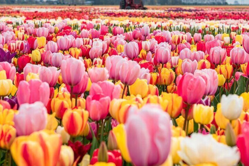 Private Tulip Fields Gardens, Windmills, cheese and Volendam tour from Amsterdam