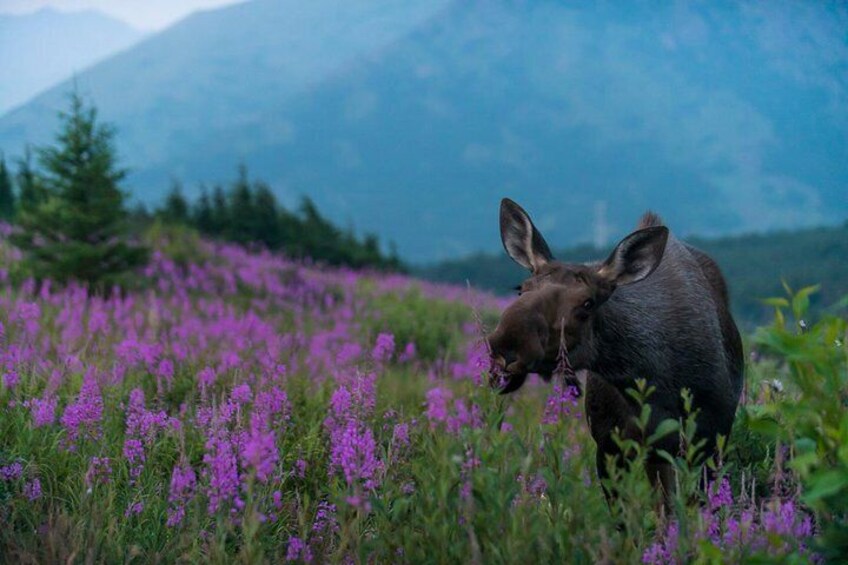 Cow moose feeding on fireweed