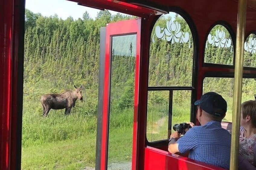 Moose posing for a photo